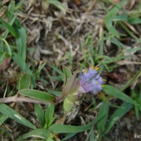 Cyanotis adscendens Dalzell